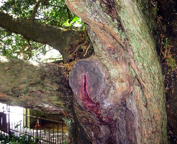 The bleeding Yew, Nevern